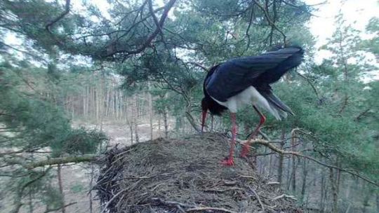 Fotopułapki pomogą zbadać biologię bociana czarnego