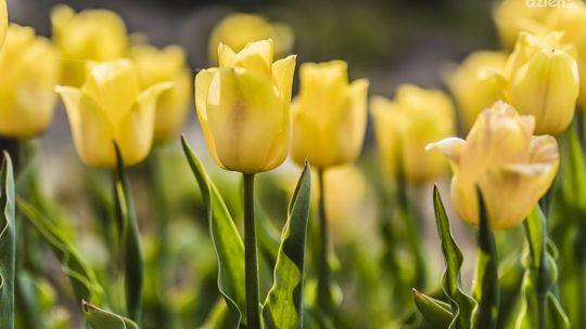 Gdy zakwitną tulipany....