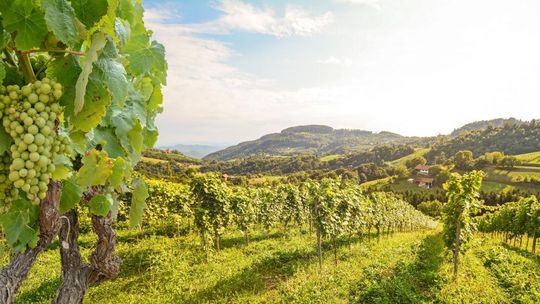 Gdzie na świecie można znaleźć najlepszy alkohol?