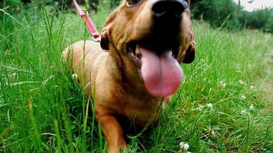 Gdzie taniej zaczipujesz psa?