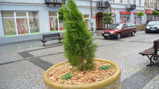 Giną tuje z gazonów przy ulicy Żeromskiego
