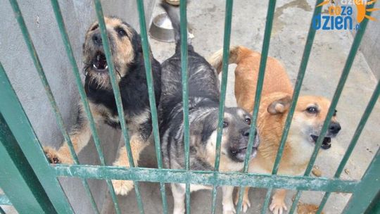 Głosujmy na radomskie schronisko dla zwierząt!