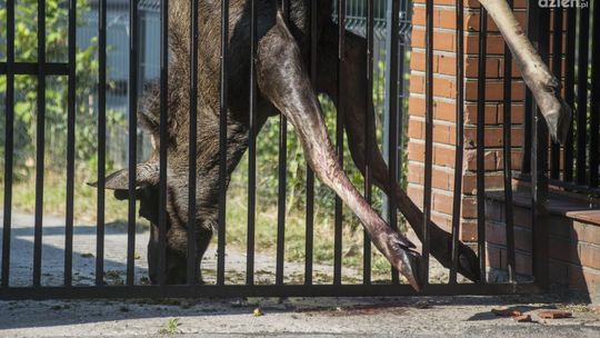 Gołębiów. Łoś zawisł na ogrodzeniu placu zabaw