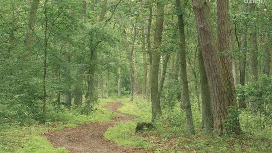 Gotowy na survival? Przeżyj noc w Lesie Kapturskim