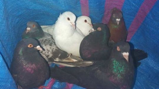 Grójec. Kradli gołębie