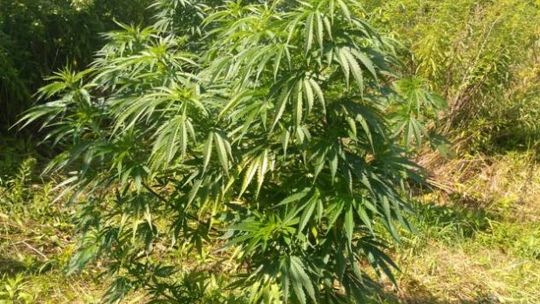 Grójec. Policjanci zlikwidowali plantację konopi