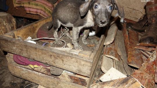 Grójec. Sukces "Pogotowia dla Zwierząt". Zwierzęta nie wrócą do oprawcy