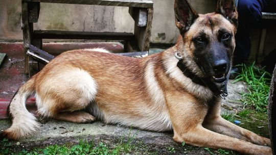 Groził kobiecie. Wytropił go pies policyjny 