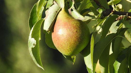 Grusze do ogrodu rodzinnego: Klapsa Faworytka, Konferencja, Red Faworytka, Generał Leclerc – co wybrać?