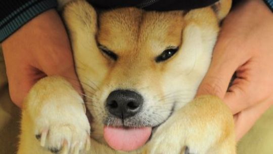 HIT INTERNETU: Dziecko, psiak, samochodzik na akumulator i… Musisz to zobaczyć!