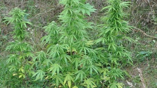 Hodował konopie indyjskie w gminie Odrzywół i wpadł