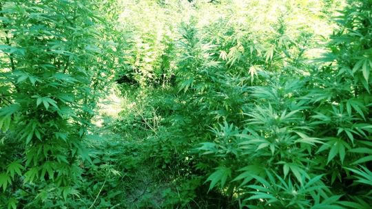 Hodował konopie, wpadł w ręce policji