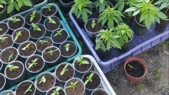 Hodował konopie, został zatrzymany