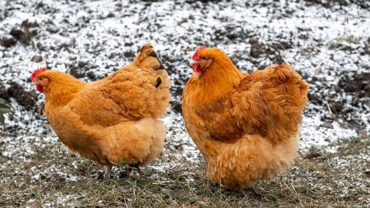 Hodowla kur zimą – zadbajmy, by woda nie zamarzła