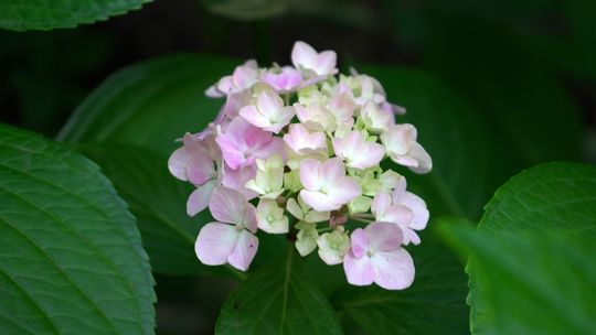 Hortensje pełne kwiatów – jak prowadzić uprawę, by krzew zachwycał przez cały sezon Hortensje pełne kwiatów – jak prowadzić uprawę, by krzew zachwycał przez cały sezon
