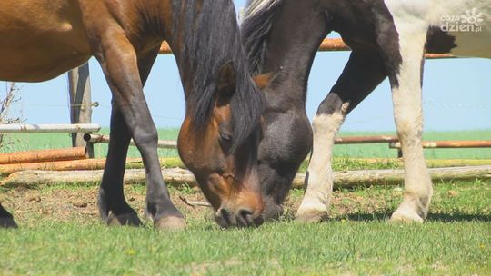 I Ty możesz pomóc w budowie hali do hipoterapii