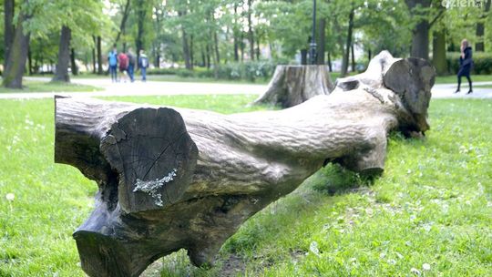 Ich możesz spotkać w parku Kościuszki