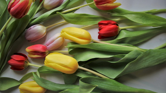 Idealny dzień kobiet – jak zrobić ukochanej niespodziankę? Idealny dzień kobiet – jak zrobić ukochanej niespodziankę?