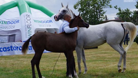 II Ogólnopolski Czempionat Koni Arabskich Radom 2017