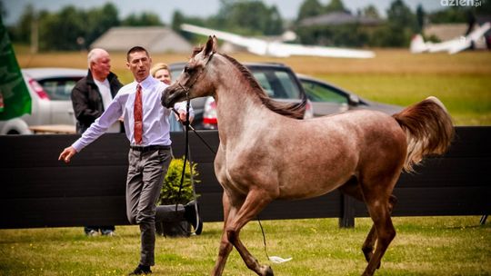 III Ogólnopolski Czempionat Koni Arabskich Radom 2018