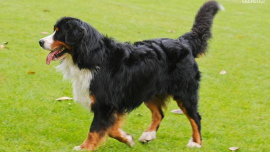 IŁŻA. Krajowa Wystawa Psów Rasowych