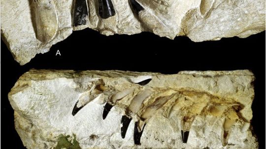 Iłża. Odkryto szczątki morskich drapieżników sprzed 150 mln lat