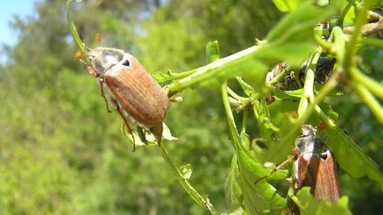 Iłża. Zabieg ograniczania populacji chrabąszczowatych