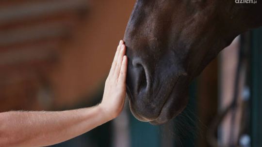 Imprezy integracyjne Dolny Śląsk – gdzie na imprezę firmową?