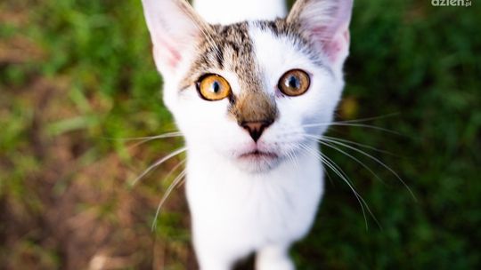 Informacje. Będzie remont schroniska 