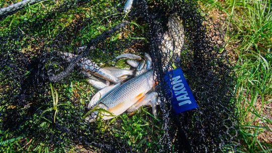 Informacje. Śnięte ryby w parku Leśniczówka