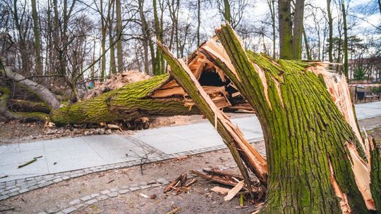 Informacje. Wichury nad regionem radomskim Informacje. Wichury nad regionem radomskim