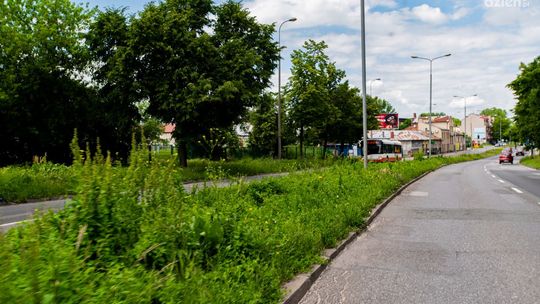 Informacje. Wysoka trawa ogranicza widoczność - skarżą się kierowcy