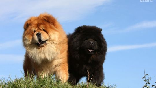 Inni płacą, a my nie!