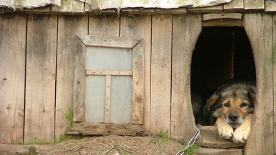 INTERWENCJE: Gdy pies śpi w dziurze w ziemi...