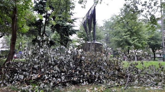 INTERWENCJE: Kto wyciął drzewa?