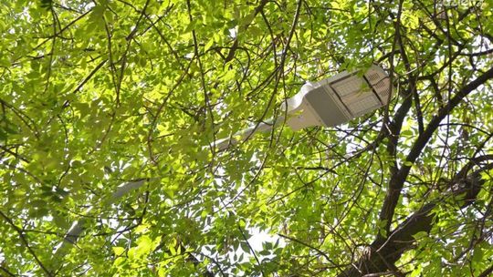 INTERWENCJE: Latarnie oświetlają... liście?!