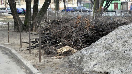 INTERWENCJE: Wycinka drzew przy ul. Planty 5