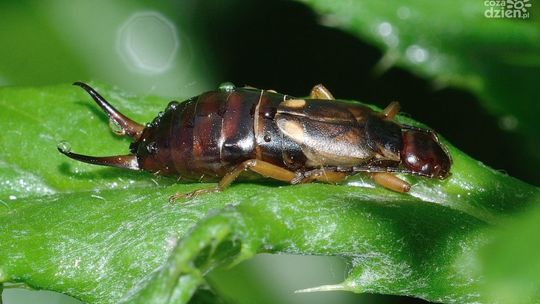 Inwazja skorków na Ustroniu?