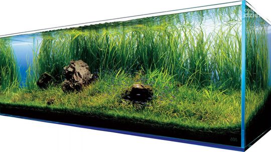 Jak dbać o akwarium?