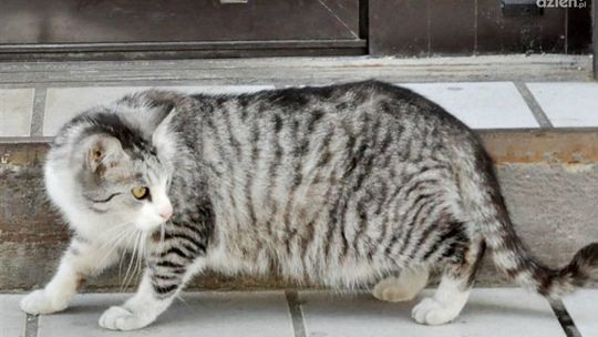 Jak dokarmiać dzikie koty