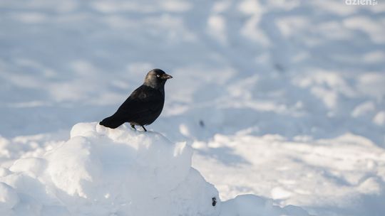 Jak dokarmiać ptaki, żeby im nie zaszkodzić?