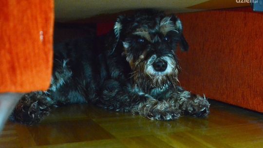 Jak ochronić czworonoga przed hałasem?