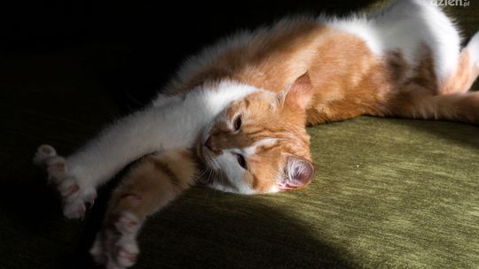 Jak oduczyć kota spania w łóżku?