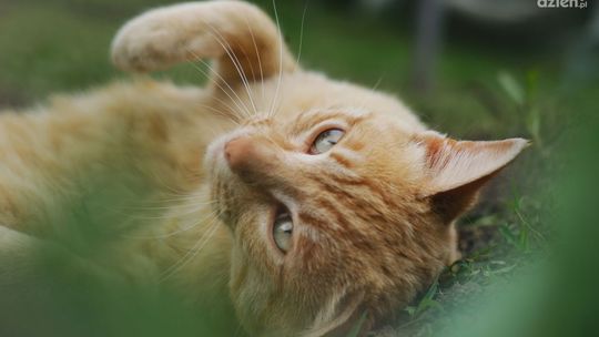 Jak podróżować z kotem?