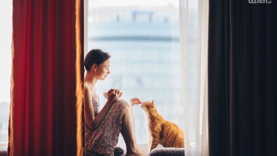 Jak pokonać uparciucha? Przestawianie kota na zdrowszą dietę krok po kroku