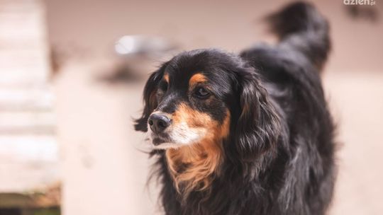 Jak pomóc psu w upalne dni?