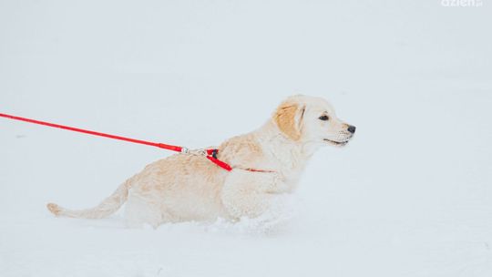Jak poruszać się po lesie z czworonogami? 