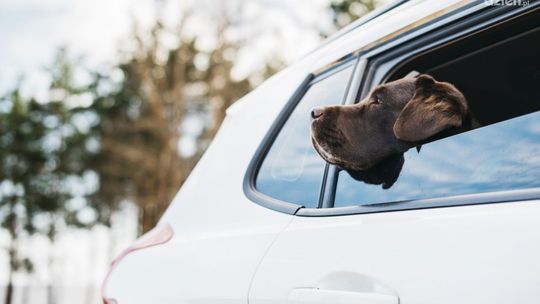 Jak przewozić psa w samochodzie - podstawowe informacje
