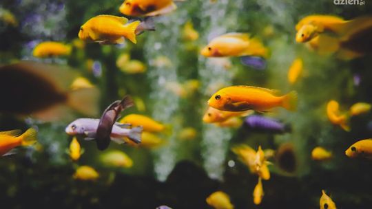 Jak rozpocząć przygodę z akwarystyką?