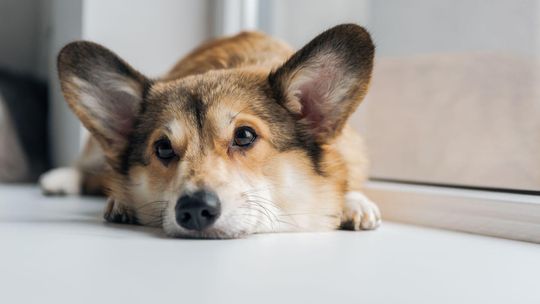 Jak rozpoznać, że Twój pies ma alergię pokarmową, i co z tym zrobić?